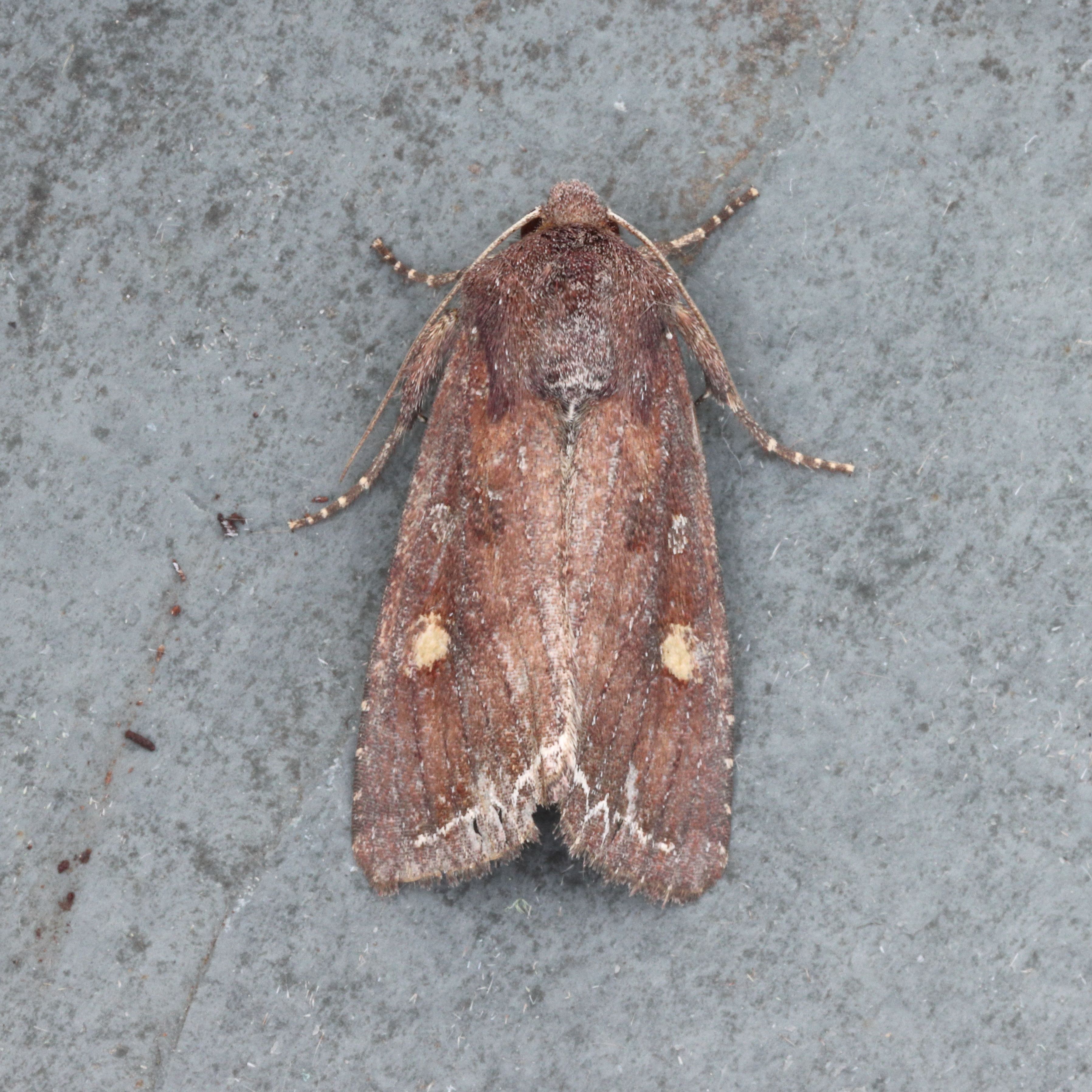 Photo of Bright-line Brown-eye (Lacanobia oleracea)